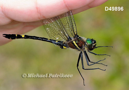 Swift River Cruiser (Macromia illinoiensis)